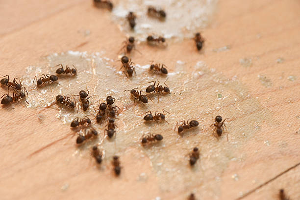 Reliable Richmond, KY Pest Control Solutions